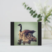 Carte postale Oie et bébés (Debout devant)