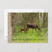 Carte Postale Oie et veau (Devant / Derrière)