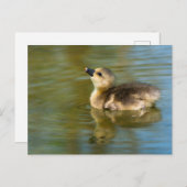 Carte Postale Oie grisette (Devant / Derrière)