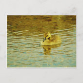Carte Postale Oie jaune de bébé dans l'eau (Devant)