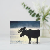 Carte Postale Oie-taupe (Debout devant)