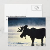 Carte Postale Oie-taupe (Devant / Derrière)