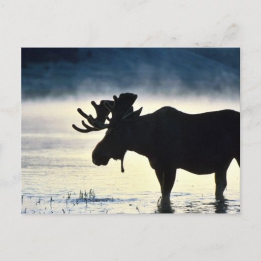 Carte Postale Oie-taupe (Devant)