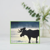 Carte Postale Oie-taupe (Debout devant)