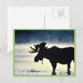 Carte Postale Oie-taupe (Devant / Derrière)