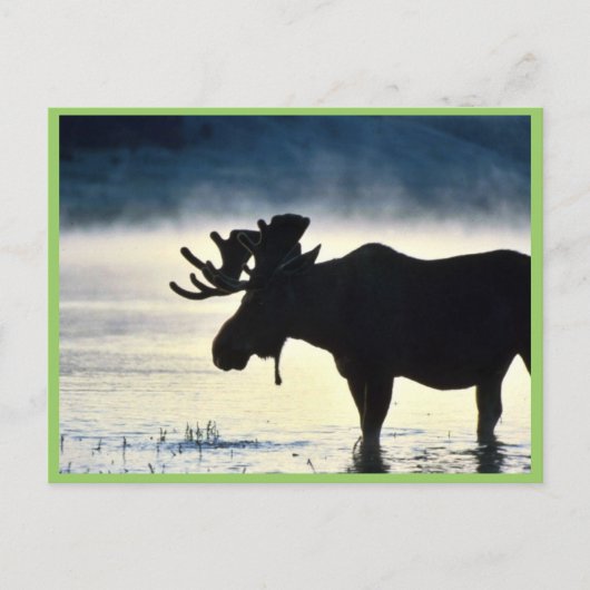 Carte Postale Oie-taupe (Devant)
