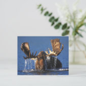 Carte Postale Oie taureau dans l'étang de la toundra de l'Alaska (Debout devant)