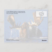 Carte Postale Oie taureau dans l'étang de la toundra de l'Alaska (Dos)