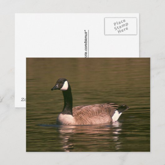 Carte postale - Oie tranquille (Devant / Derrière)