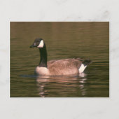 Carte postale - Oie tranquille (Devant)