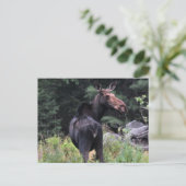 Carte Postale Oie vache (Debout devant)