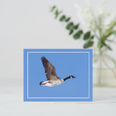 Carte Postale Oie volante (Debout devant)