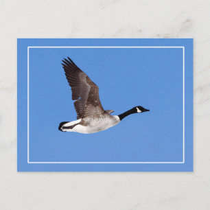 Carte Postale Oie volante