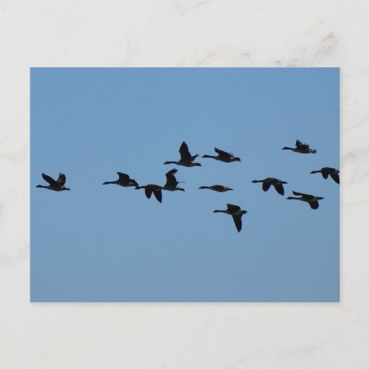 Carte Postale Oies  (Devant)
