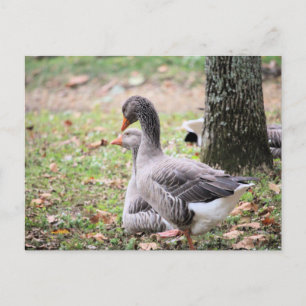 Carte Postale Oies
