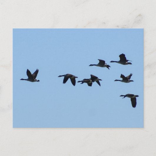 Carte Postale Oies (Devant)