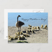 Carte Postale Oies bébé et mère l'oie 2 (Devant / Derrière)