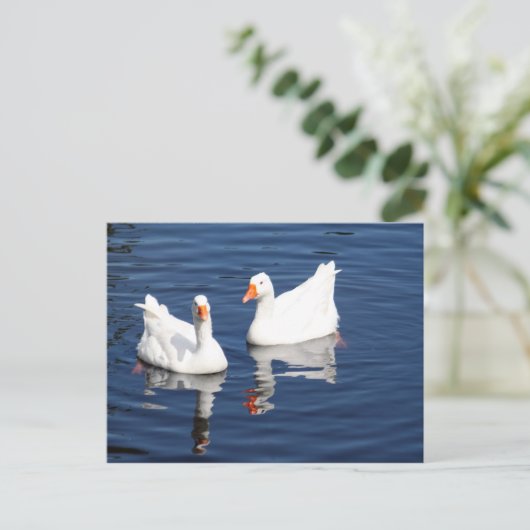 Carte Postale Oies blanches 9598 (Debout devant)