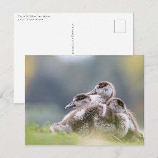 Carte Postale Oies, Chicks Nature Photo (Devant / Derrière)