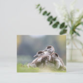 Carte Postale Oies, Chicks Nature Photo (Debout devant)