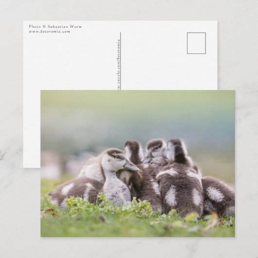 Carte Postale Oies, Chicks Nature Photo (Devant / Derrière)