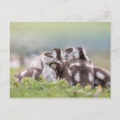 Carte Postale Oies, Chicks Nature Photo (Devant)
