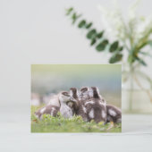 Carte Postale Oies, Chicks Nature Photo (Debout devant)