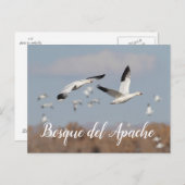 Carte Postale Oies dans le ciel du Bosque del Apache (Devant / Derrière)