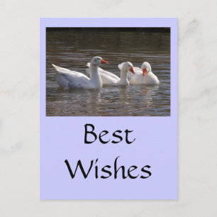 Carte Postale Oies dans l'étang aux canards