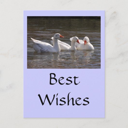 Carte Postale Oies dans l'étang aux canards (Devant)