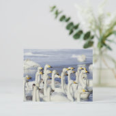 Carte Postale Oies des marteaux (Debout devant)