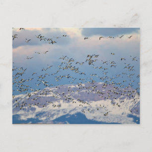 Carte Postale Oies des neiges pendant la migration printanière