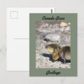 Carte postale Oies du Canada (Devant / Derrière)