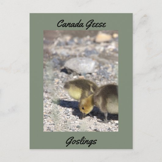 Carte postale Oies du Canada (Devant)