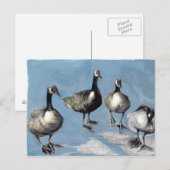 Carte Postale Oies du Canada amicales 2012 (Devant / Derrière)