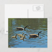 Carte Postale Oies du Canada avec oies d'Amérique (Devant / Derrière)