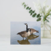 Carte Postale Oies du Canada dans le lac (Debout devant)