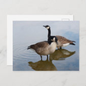 Carte Postale Oies du Canada dans le lac (Devant / Derrière)