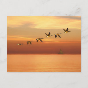 Carte Postale Oies du Canada en vol au coucher du soleil
