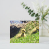 Carte Postale Oies du Canada Goélands explorant l'environnement (Debout devant)