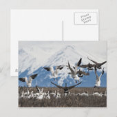 Carte Postale Oies éparses (Devant / Derrière)