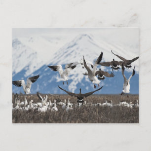 Carte Postale Oies éparses