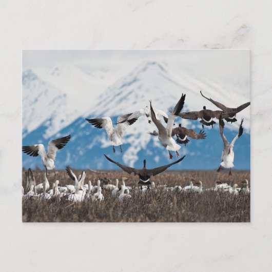 Carte Postale Oies éparses (Devant)