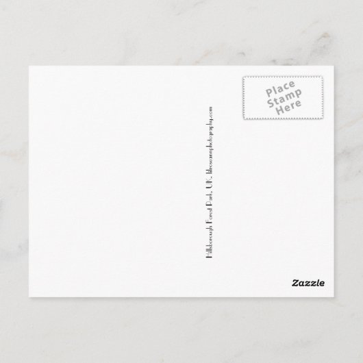 Carte Postale Oies grises (Hillsbrough Forest Park) (Dos)