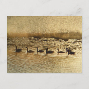 Carte Postale Oies sur Golden Pond