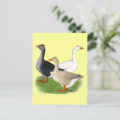 Carte Postale Oies : Trio Tufted (Debout devant)