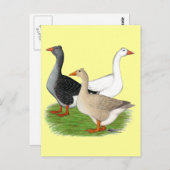 Carte Postale Oies : Trio Tufted (Devant / Derrière)