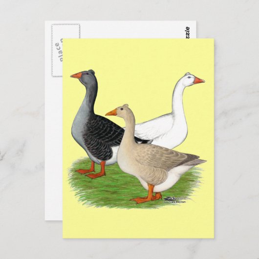 Carte Postale Oies : Trio Tufted (Devant / Derrière)