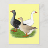Carte Postale Oies : Trio Tufted (Devant)