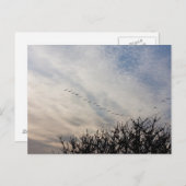 Carte Postale Oies volantes (Devant / Derrière)